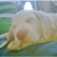 Mi cachorro es un Labrador Retriever color amarillo en tono muy claro
Nacio el 28 de agosto de 2010, es muy jugueton, le gusta morder de todo y duerme mucho.